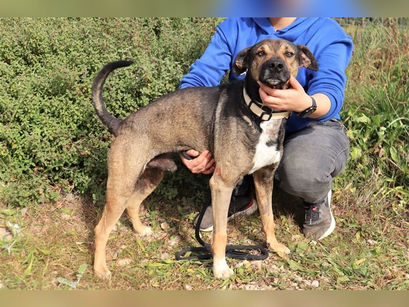 Patanisca, Mix Schäferhund / Labrador, lieb und verträglich