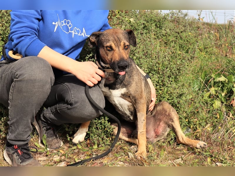 Patanisca, Mix Schäferhund / Labrador, lieb und verträglich