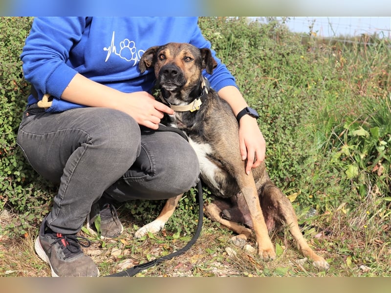 Patanisca, Mix Schäferhund / Labrador, lieb und verträglich