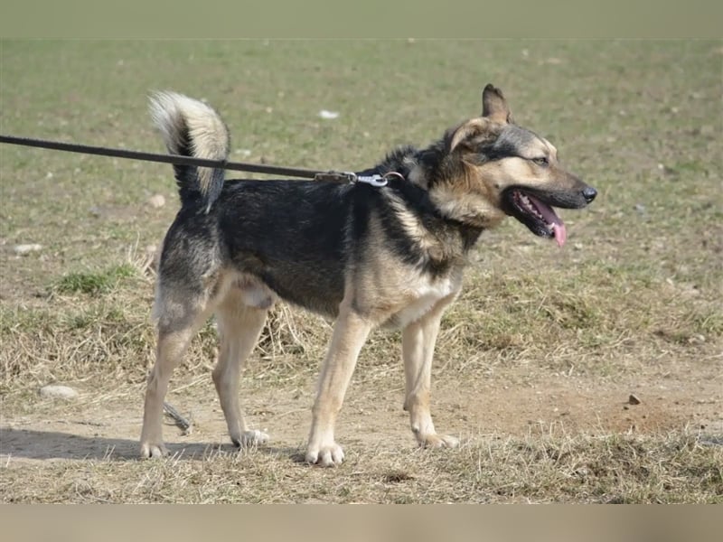 Alfred - Unkomplizierter, lieber und verträglicher Schäferhundmischling, ca. 2-3 Jahre