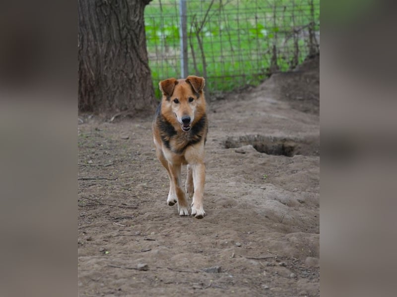 „Bela“, geb. ca. 2018, sucht ein neues Zuhause. Sein Herrchen ist verstorben