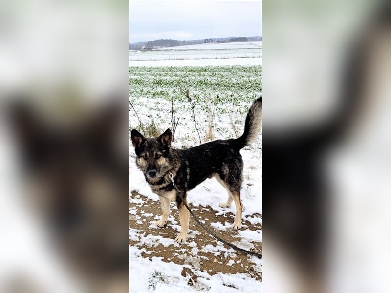 Bally - Ausgeglichener Rüde  ruhig und lieb, ca. 5 Jahre