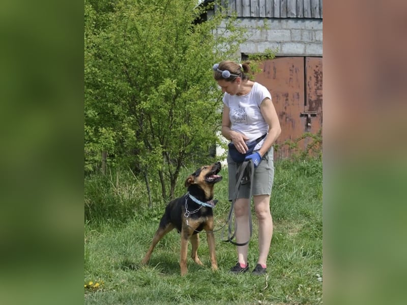 „Bandit“ möchte sein Schäferhundherz vergeben, ca. 2020 geboren