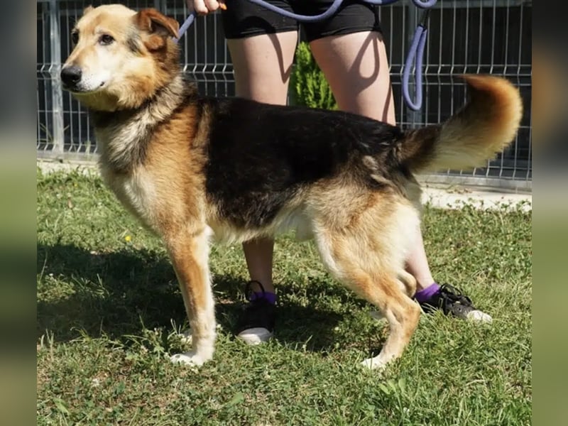 „Bela“, geb. ca. 2018, sucht ein neues Zuhause. Sein Herrchen ist verstorben