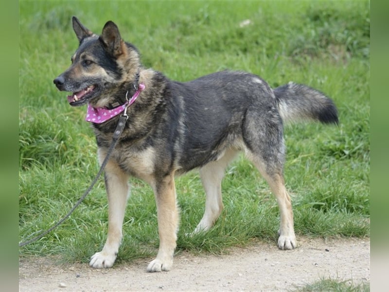 Bally - Ausgeglichener Rüde ruhig und lieb, ca. 5 Jahre