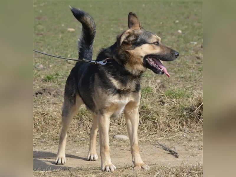 Alfred - Unkomplizierter, lieber und verträglicher Schäferhundmischling, ca. 2-3 Jahre