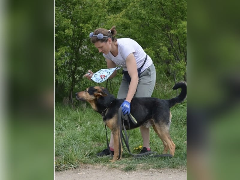 „Bandit“ möchte sein Schäferhundherz vergeben, ca. 2020 geboren