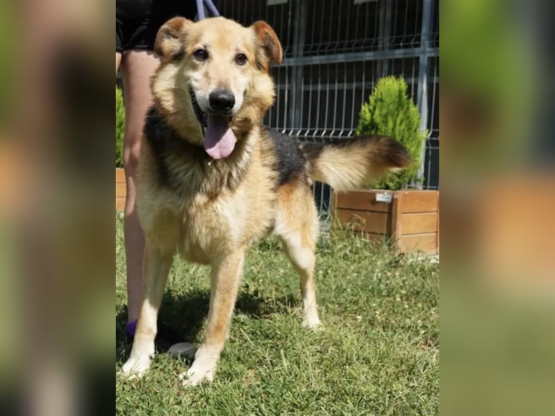 „Bela“, geb. ca. 2018, sucht ein neues Zuhause. Sein Herrchen ist verstorben