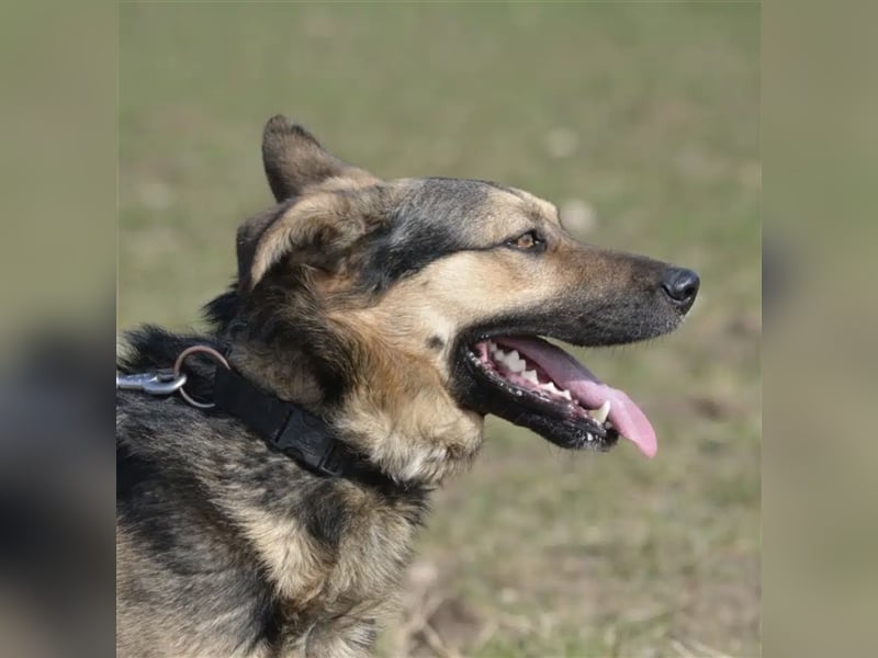 Alfred - Unkomplizierter, lieber und verträglicher Schäferhundmischling, ca. 2-3 Jahre