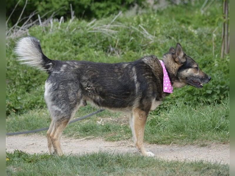 Bally - Ausgeglichener Rüde ruhig und lieb, ca. 5 Jahre