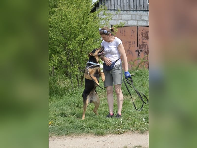 „Bandit“ möchte sein Schäferhundherz vergeben, ca. 2020 geboren