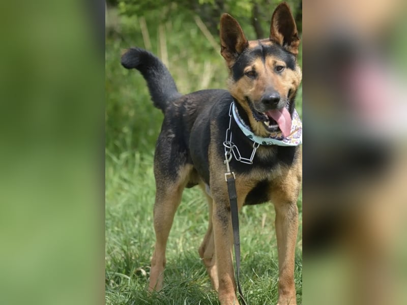 „Bandit“ möchte sein Schäferhundherz vergeben, ca. 2020 geboren