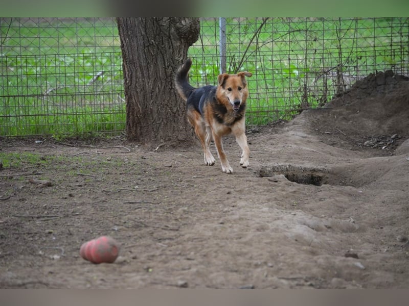 „Bela“, geb. ca. 2018, sucht ein neues Zuhause. Sein Herrchen ist verstorben