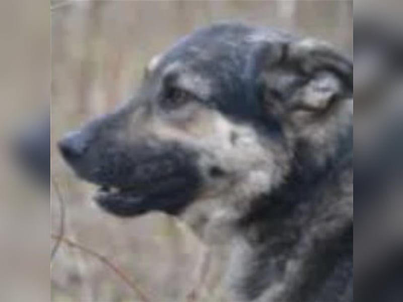 Bally - Ausgeglichener Rüde  ruhig und lieb, ca. 5 Jahre