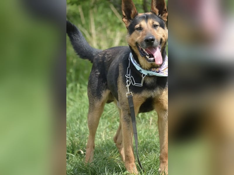 „Bandit“ möchte sein Schäferhundherz vergeben, ca. 2020 geboren