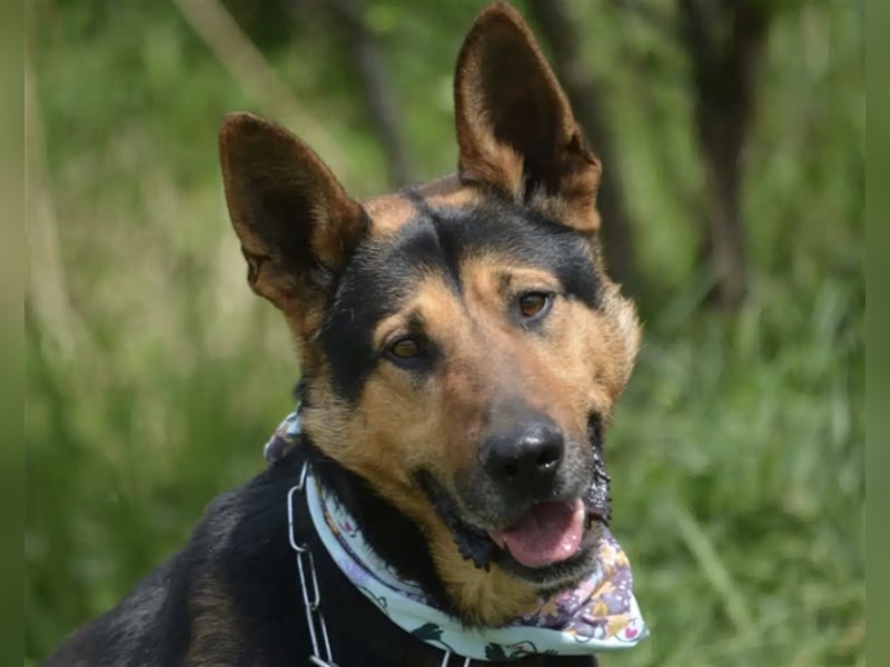 „Bandit“ möchte sein Schäferhundherz vergeben, ca. 2020 geboren