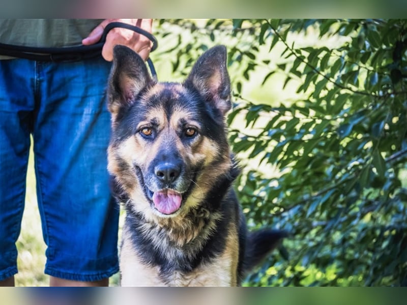 Blacky-SI – Schäferhund sucht Liebhaber!
