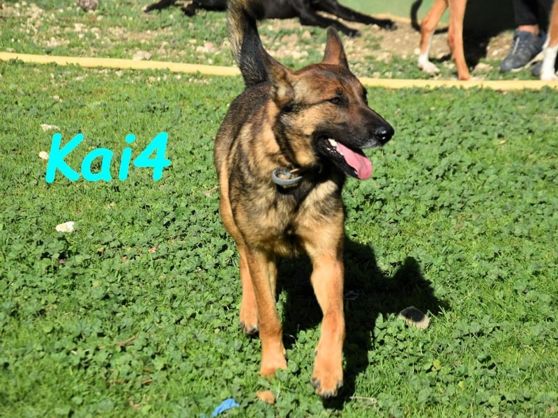 Kai4 geb. 04/2023 (ESP) - sanfter und aufgeschlossener Schäferhund-Mix!