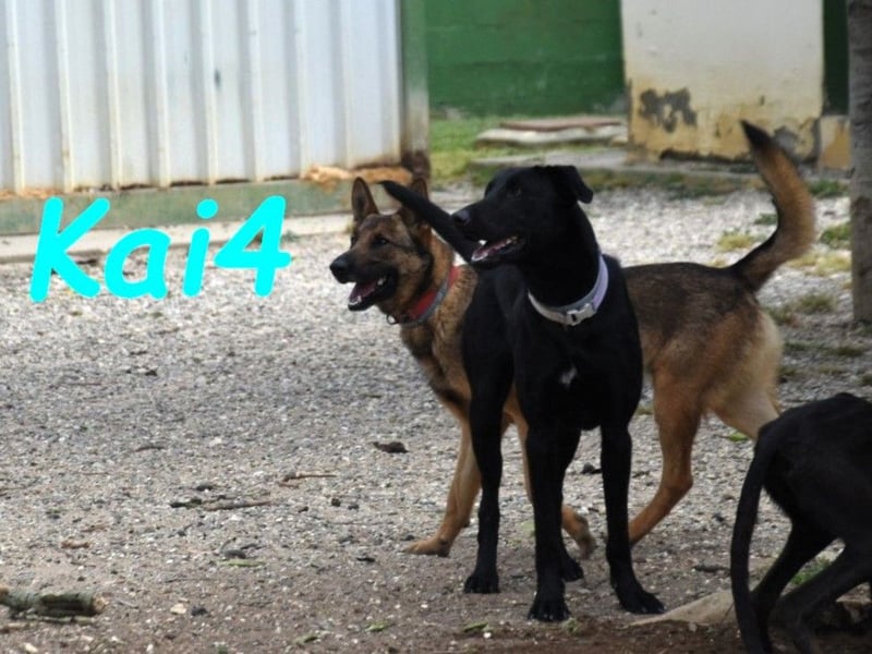 Kai4 geb. 04/2023 (ESP) - sanfter und aufgeschlossener Schäferhund-Mix!