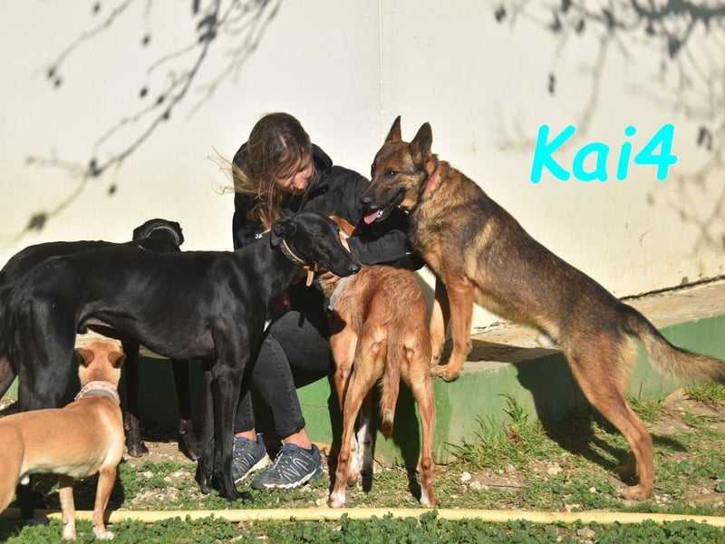 Kai4 geb. 04/2023 (ESP) - sanfter und aufgeschlossener Schäferhund-Mix!