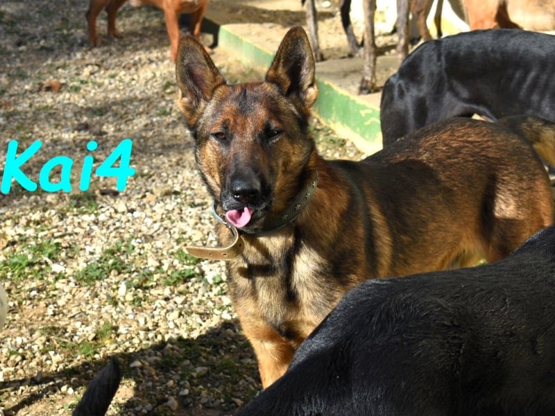 Kai4 geb. 04/2023 (ESP) - sanfter und aufgeschlossener Schäferhund-Mix!