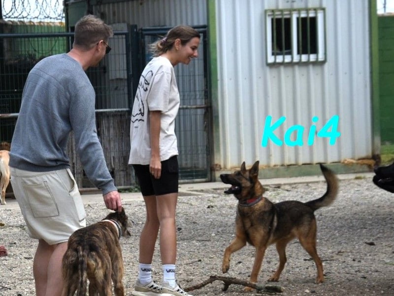 Kai4 geb. 04/2023 (ESP) - sanfter und aufgeschlossener Schäferhund-Mix!