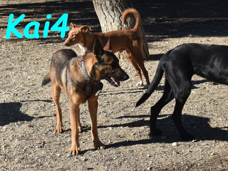 Kai4 geb. 04/2023 (ESP) - sanfter und aufgeschlossener Schäferhund-Mix!
