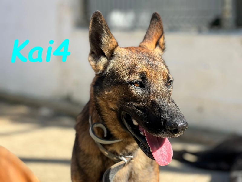 Kai4 geb. 04/2023 (ESP) - sanfter und aufgeschlossener Schäferhund-Mix!
