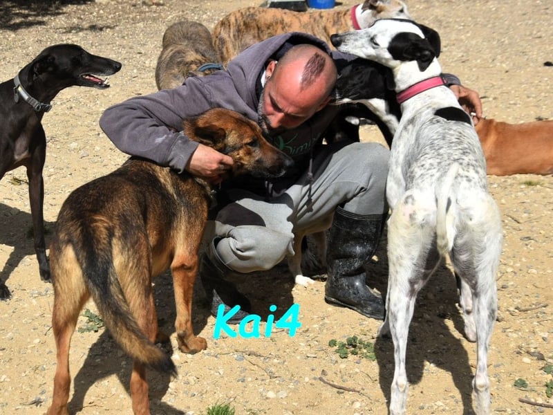 Kai4 geb. 04/2023 (ESP) - sanfter und aufgeschlossener Schäferhund-Mix!