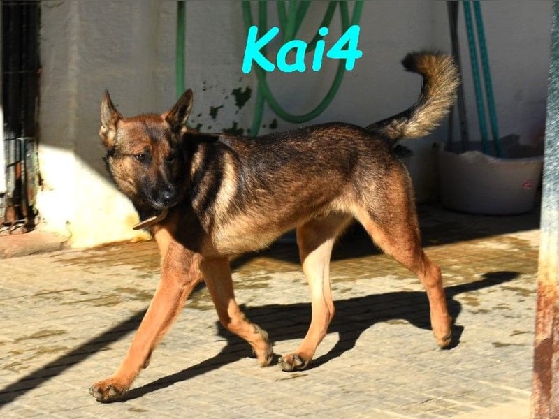 Kai4 geb. 04/2023 (ESP) - sanfter und aufgeschlossener Schäferhund-Mix!