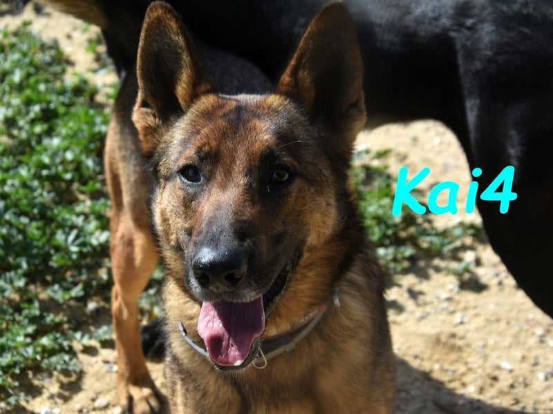 Kai4 geb. 04/2023 (ESP) - sanfter und aufgeschlossener Schäferhund-Mix!