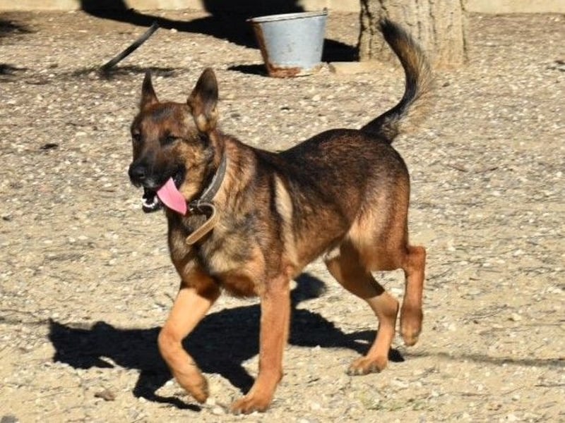 Kai4 geb. 04/2023 (ESP) - sanfter und aufgeschlossener Schäferhund-Mix!