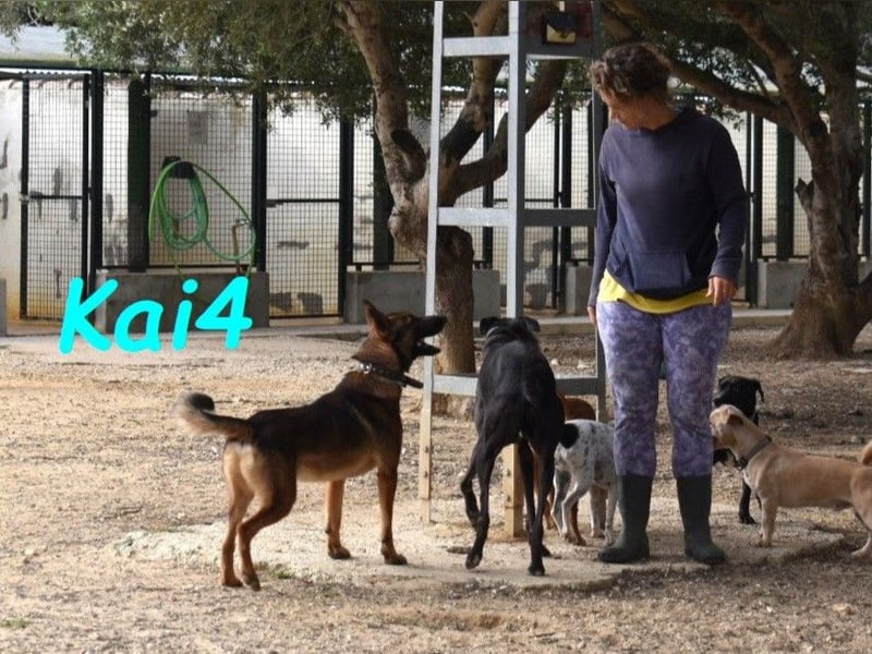 Kai4 geb. 04/2023 (ESP) - sanfter und aufgeschlossener Schäferhund-Mix!