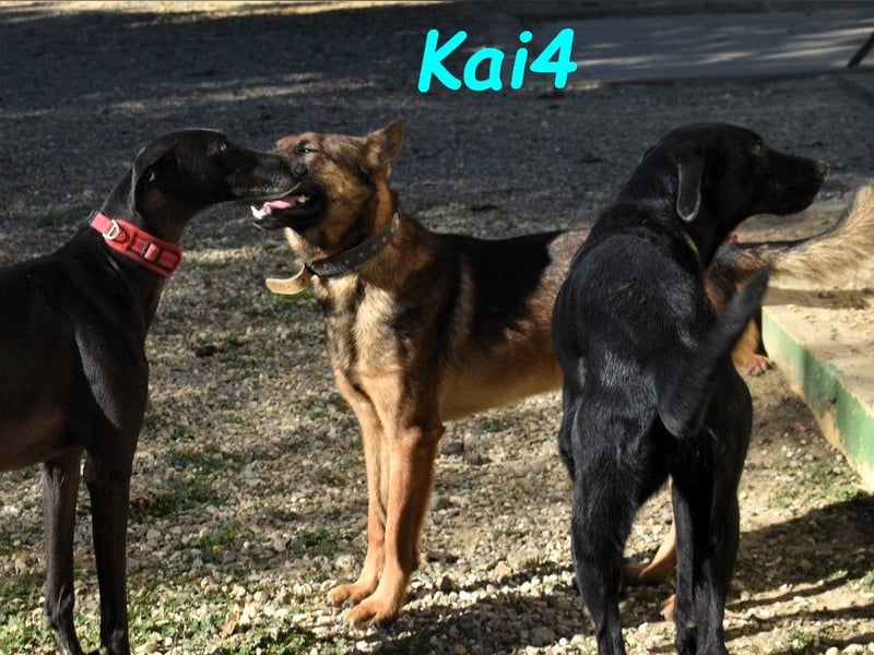 Kai4 geb. 04/2023 (ESP) - sanfter und aufgeschlossener Schäferhund-Mix!