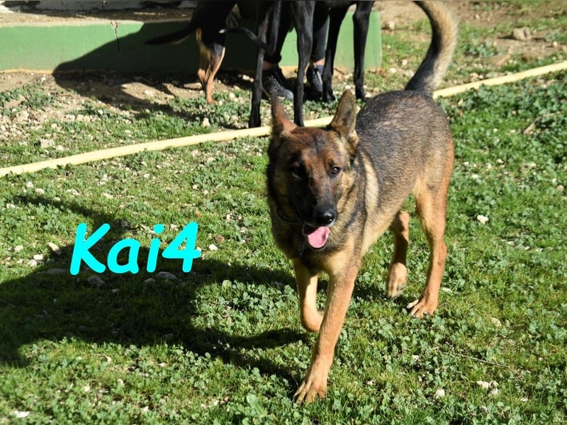 Kai4 geb. 04/2023 (ESP) - sanfter und aufgeschlossener Schäferhund-Mix!