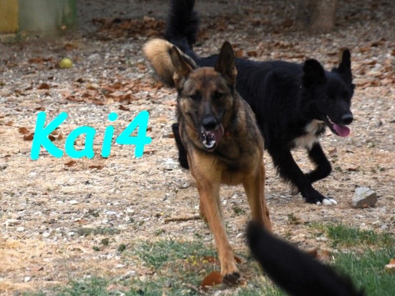 Kai4 geb. 04/2023 (ESP) - sanfter und aufgeschlossener Schäferhund-Mix!