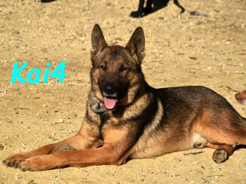 Kai4 geb. 04/2023 (ESP) - sanfter und aufgeschlossener Schäferhund-Mix!