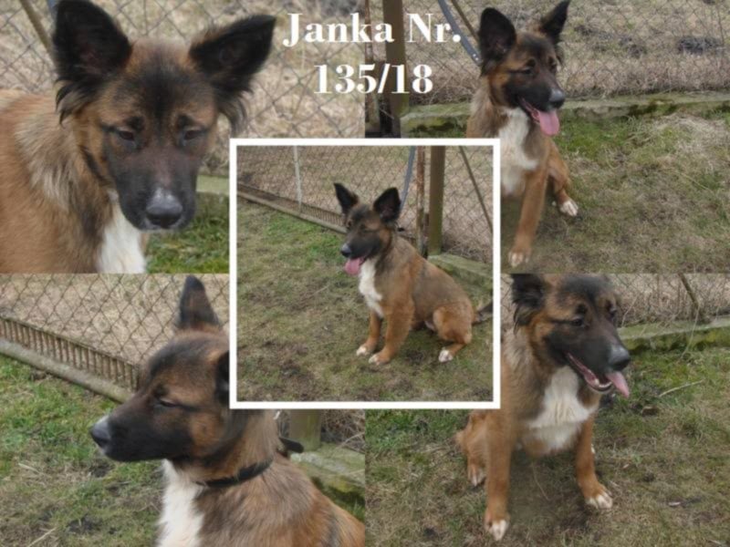 End- oder Pflegestelle für unsere Janka gesucht!