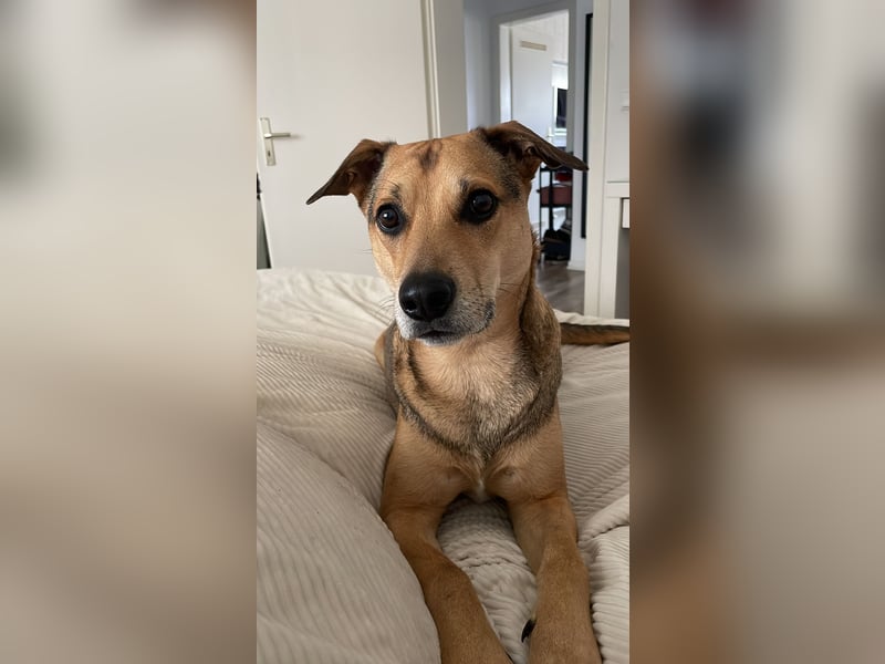 Kuba - schlaues Powerpaket sucht sportliches Zuhause (44536 Lünen)