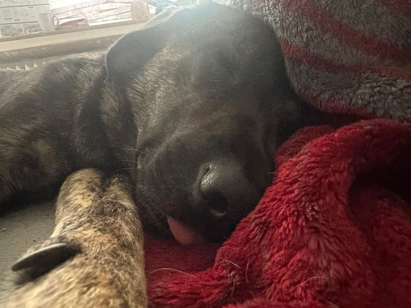 Treuer Schäferhund Labrador Rüde