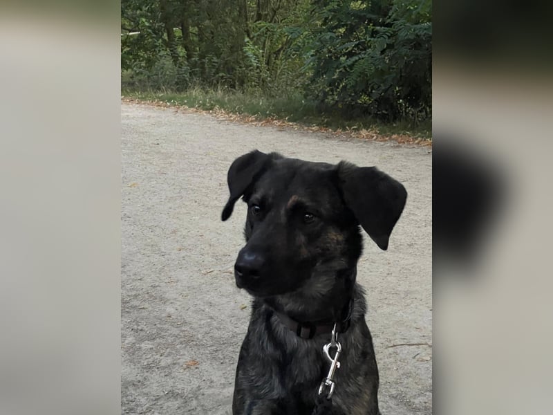 Treuer Schäferhund Labrador Rüde
