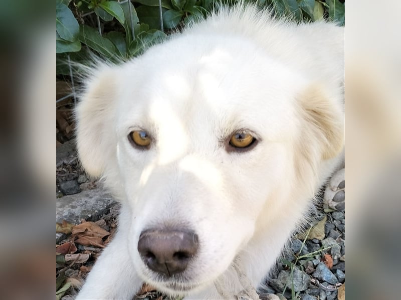 Oskar- Schäferhund- Mischling sucht ein Zuhause / eine Pflegestelle
