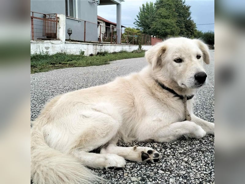 Oskar- Schäferhund- Mischling sucht ein Zuhause / eine Pflegestelle