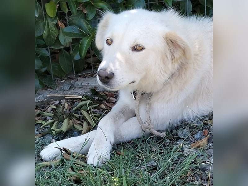 Oskar- Schäferhund- Mischling sucht ein Zuhause / eine Pflegestelle