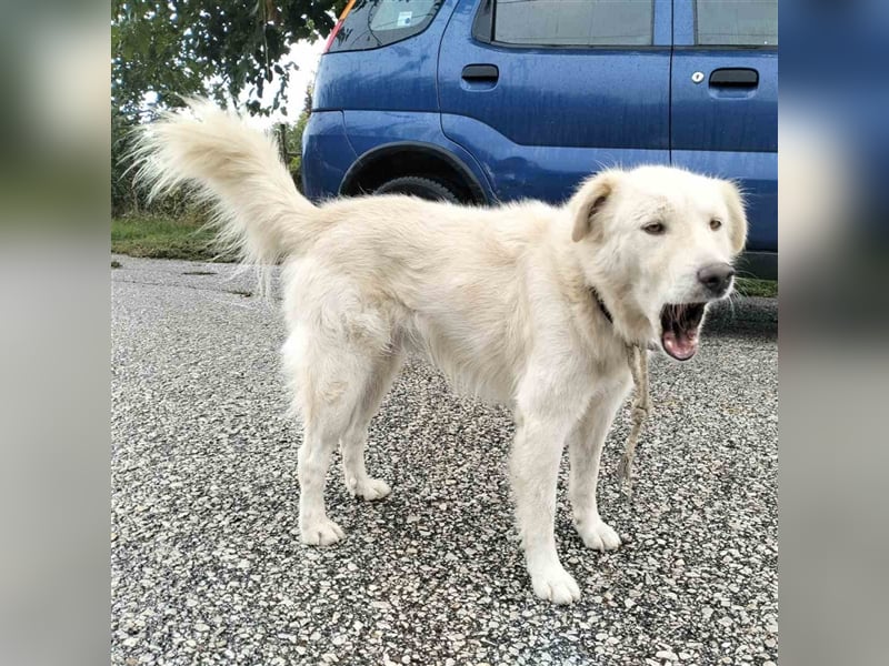 Oskar- Schäferhund- Mischling sucht ein Zuhause / eine Pflegestelle
