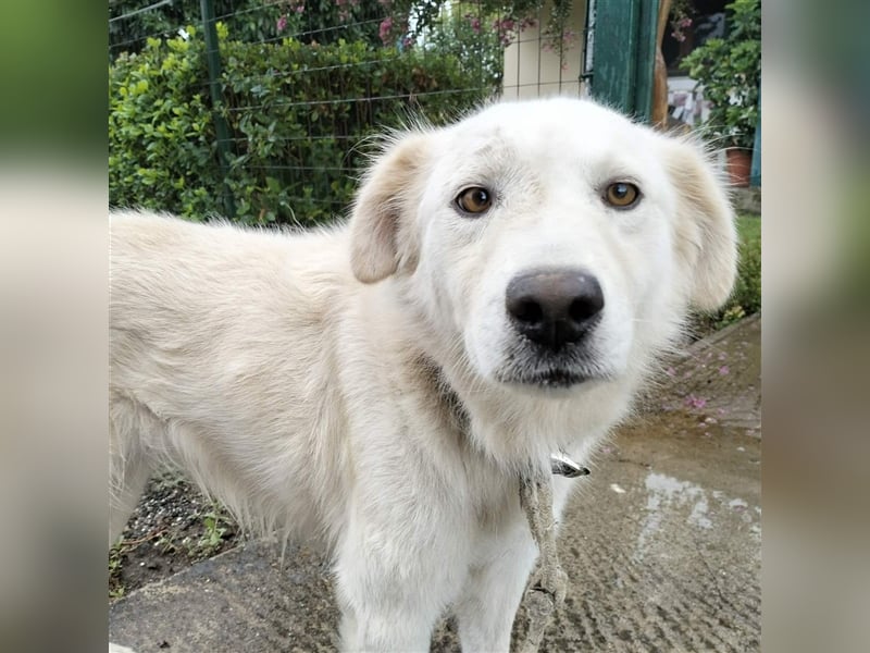 Oskar- Schäferhund- Mischling sucht ein Zuhause / eine Pflegestelle