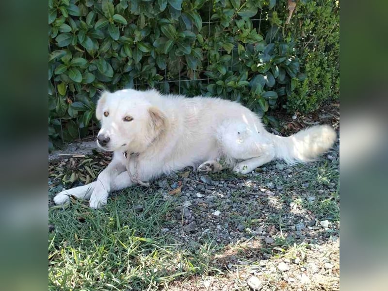 Oskar- Schäferhund- Mischling sucht ein Zuhause / eine Pflegestelle