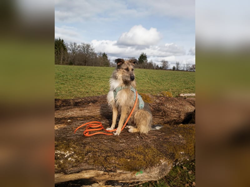 Tonita - ein Traumhund ❤️