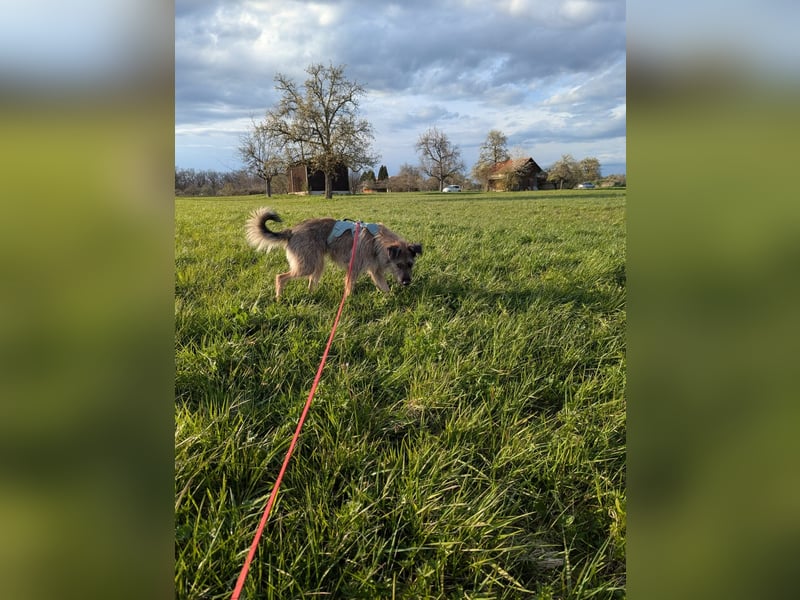 Tonita - ein Traumhund ❤️