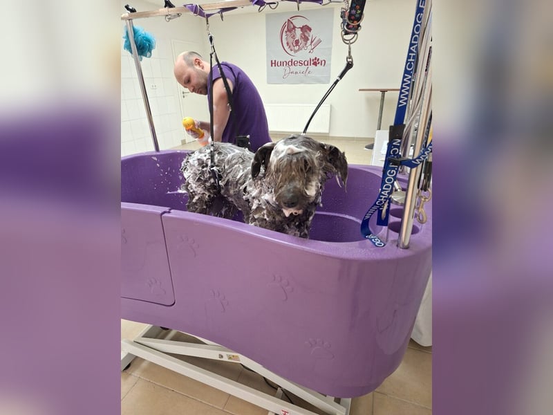 Schafpudelmix Kelly 55cm geb. 07/2023 wartet in 49453 Barver